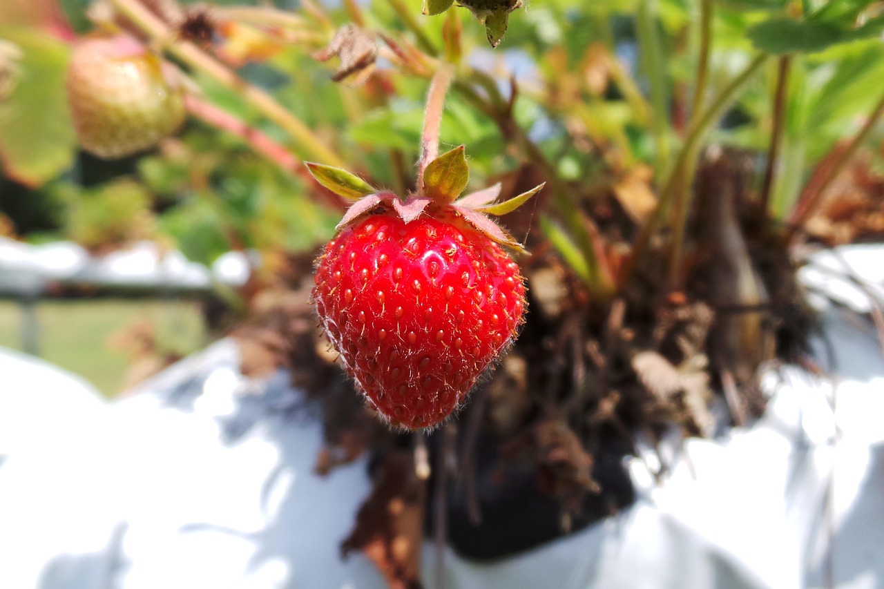 广东草莓种植有限公司，草莓产业的翘楚