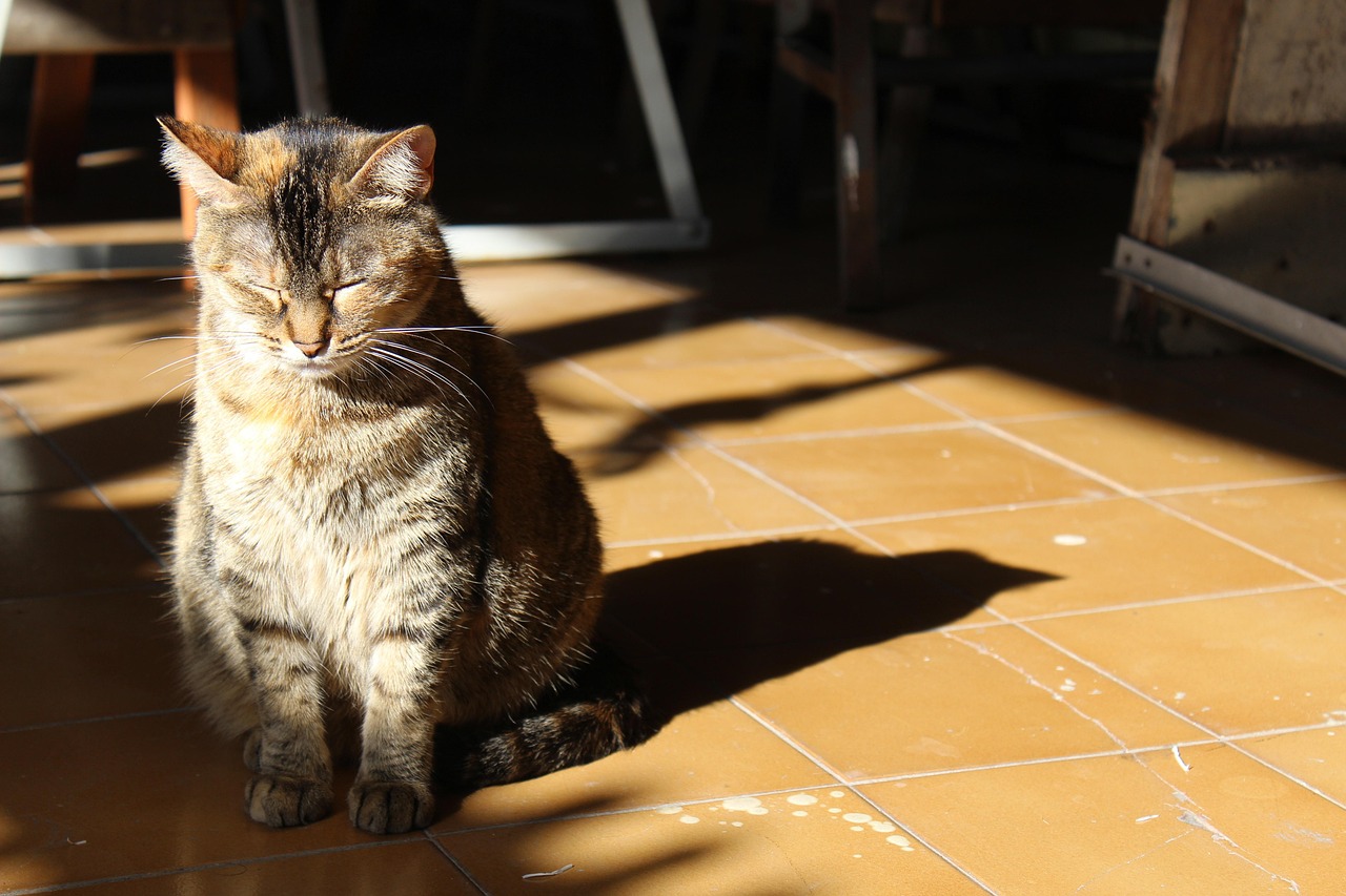 三个月大的猫的营养需求与饮食指南