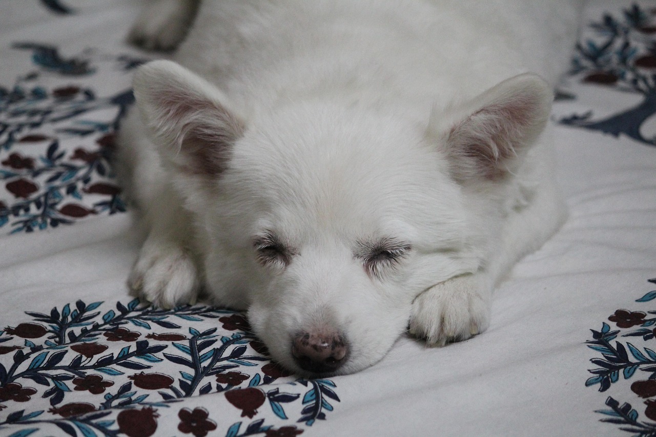 两个月金毛能否洗澡，幼犬护理指南